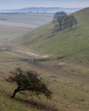 Rabbit Dale