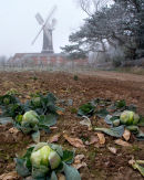 Skidby Windmill