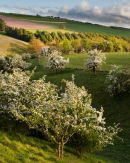 Sunlit Hawthorns