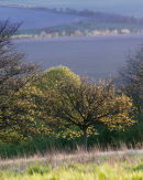 Tree Light