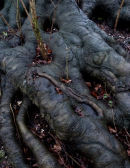 Wet Roots