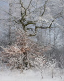 Winter Beech