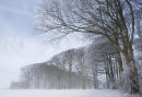 The Big Beeches