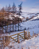 Wolds Larches