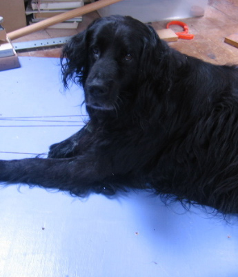 William the Studio Dog
