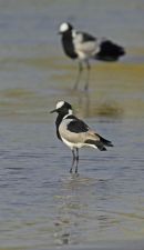 Blacksmith Plover