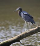Little Blue Heron