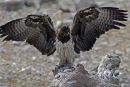 Martial Eagle