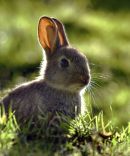 Young Rabbit