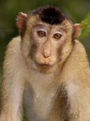 Pigtailed Macaque