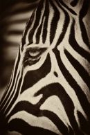 Zebra - Namibia