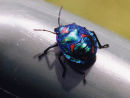 Beetle Australia