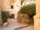 Burning Bush Sinai
