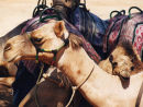 Camels