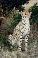 Cheetah, Masa Mari