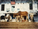 Cows