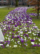 Crocus Holland