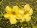 Flower Goa