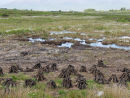 Peat Bog Ireland