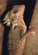 Boyds Dragon, Australia
