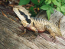 Lizard Aus.