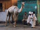 Luxor