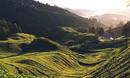 Cameron Highlands, Malaysia