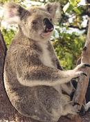 Kaola, Magnetic Island, Australia