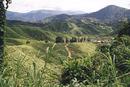 Cameron Highlands, Malaysia