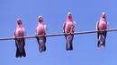 Galants, Australia