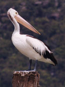 Pelican