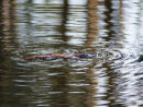 Platypus