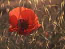 Poppy