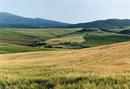 Tuscanny 4