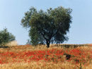 Tuscanny