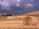 Tuscanny