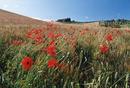 Tuscanny 1