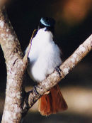 Fly Catcher Queensland