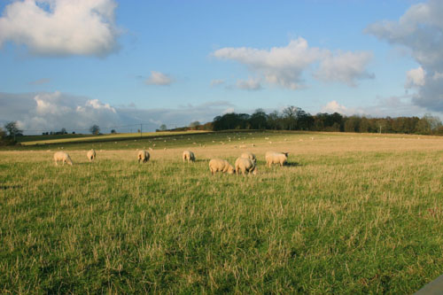 Cotswold Lions