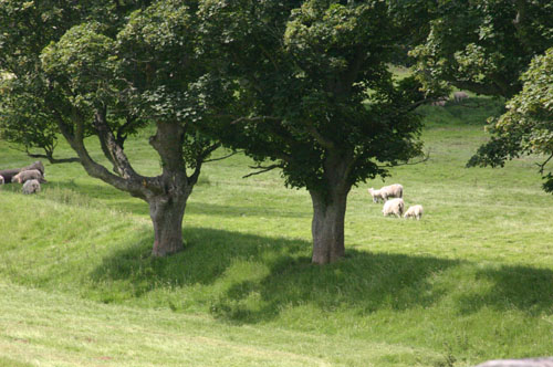 Pastoral scene