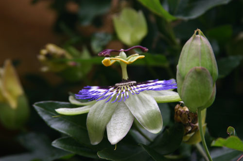 Passionflower 2 