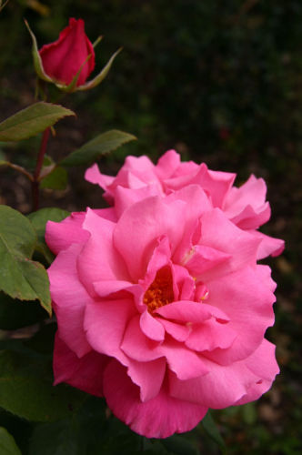 Pink roses