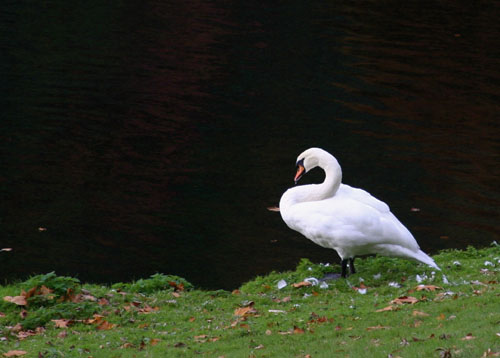 Swan