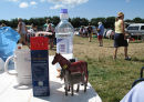 Car boot sale at Rousden, East Devon