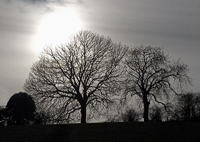 Winter trees in Dorset