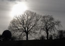 Winter trees in Dorset