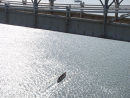 0540 Three Rivers 2010