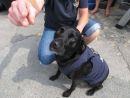 IMG 4631