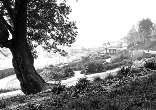 Langmore Gardens, Lyme Regis, in the snow
