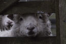 Sheep at gate, Kingcombe, Dorset